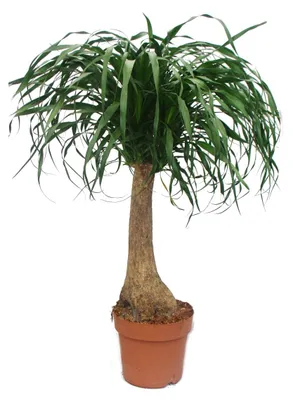 Zdjęcie produktu dla Beaucarnea (Nolina), stopa słonia, 19 cm, prosty tułów