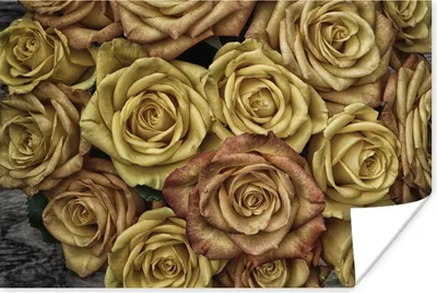 Produktbild von MuchoWow® Poster Rosen - Gold - Braun - Blumenstrauß 60x40 cm - Schlafzimmerdekoration