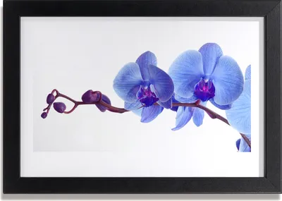 Produktbild von Bild 30x20 MDF-Rahmen Wandkunst Blumen Pflanzen