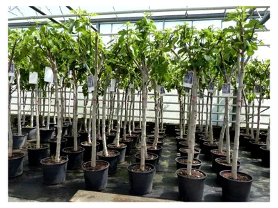 Produktbild von Feigenbaum 150-180 cm Obstbaum winterhart mit kräftigem Stamm, Ficus Carica, Feige