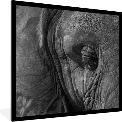 Produktbild von MuchoWow® Gerahmtes Poster Schwarz-weiße Nahaufnahme eines Elefanten 40x40 cm - Poster mit Schwarzem Bilderrahmen Wandposter Rahmen Foto Bilder - Mit Rahmen - Wanddekoration Schlafzimmer