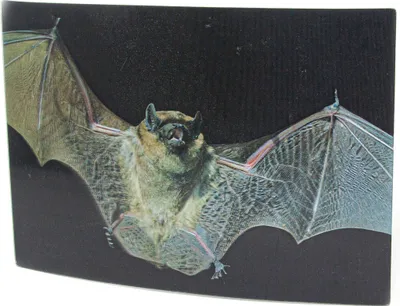 Produktbild von 3D Postkarte Fledermaus