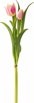 Produktbild von Exner Tulpenbund pink 40cm