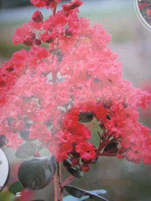 Produktbild von Lagerstroemia Indica Braise d'ete - Kräuselmyrte Indica Braise d'ete - 40-60cm