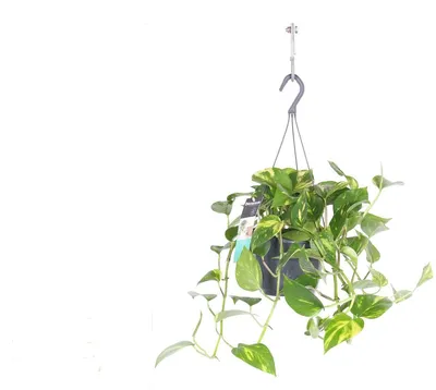 Produktbild von Efeutute  Ampel ca. 50 cm Epipremnum aureum Zimmerpflanze