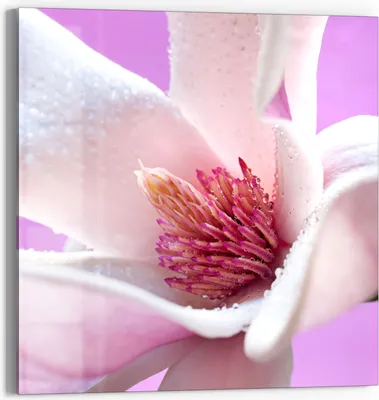 Produktbild von DEQORI Glasbild Echtglas 30x30 cm 'Magnolienblüte' Wandbild Bild modern Deko