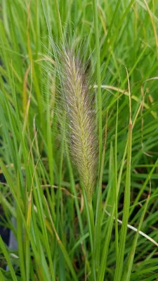 Image de Pennisetum alopecuroides 'Hameln' / Herbe aux écouvillons