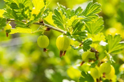 Produktbild von Ribes uva-crispa 'Hinnonmäki Grün', Stachelbeere, grün, 45 cm