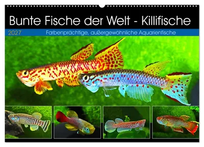 Produktbild von Bunte Fische der Welt - Killifische (Wandkalender 2027 DIN A2 quer), CALVENDO Monatskalender
