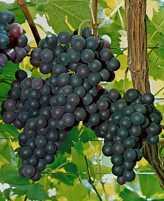 Produktbild von Vitis vinifera 'Kyoho', Weinrebe, große Trauben, 80–100 cm