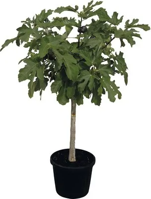 Obrázek produktu pro Fíkovník FloraSelf Ficus carica výška 130-140 cm květináč Ø 40 cm
