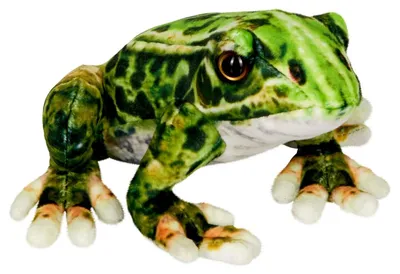 Produktbild von Nature Zoom Frosch