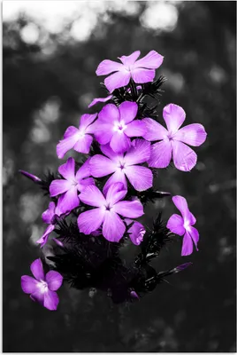 Produktbild von MuchoWow® Poster Blumen - Lila - Schwarz - Weiß 80x120 cm - Papierdruck