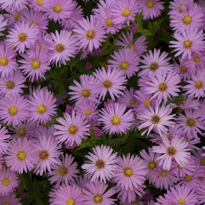 Produktbild von 6 x Kissen Aster  - Aster dumosus 'Herbstgruss Von Bresserhof'  | Topf 9cm x 9cm