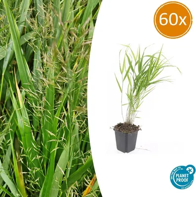 Image de Hakonechloa macra | 60 pièces - 10-25cm - Ø9cm - Plante de jardin