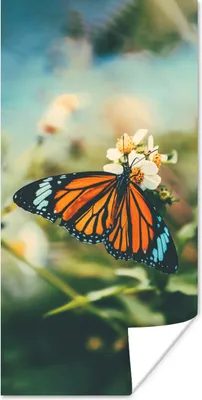 Produktbild von MuchoWow® Poster Schmetterling - Blumen - Garten 60x120 cm - Wandschmuck