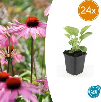 Produktbild von Echinacea p. 'Magnus' | 24 Stück - 10-25cm - Ø9cm - Gartenpflanze