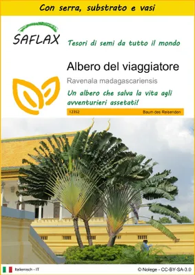Immagine prodotto di SAFLAX Insieme di coltivazione - Albero del viaggiatore - 8 semi - Ravenala