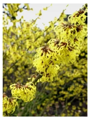 Produktbild von Hamamelis x intermedia 'Westerstede' 80–100 cm, 5 L – Winterhart, mehrjährig, pflegeleicht – Zaubernuss – Zierstrauch für Garten und Vorgarten
