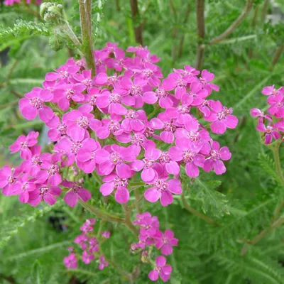 Obrázek produktu pro 6 x řebříček obecný  - Achillea millefolium 'Lilac Beauty'  | Květináč 9 cm x 9 cm
