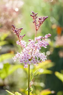 Produktbild von Filipendula rubra 'Venusta', Königin der Prärie, rosa, ca. 11x11 cm Topf