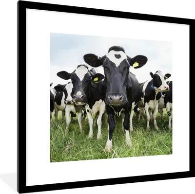 Produktbild von MuchoWow® Gerahmtes Poster Kühe - Gras - Frühling - Tiere - Wiese - Bauernhof 40x40 cm - Poster mit Schwarzem Bilderrahmen Wandposter Rahmen Foto Bilder - Poster - Plakat im Rahmen