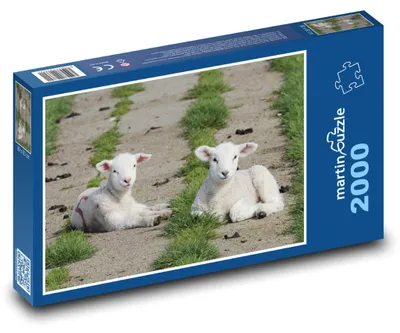 Obrázek produktu pro Puzzle 2000 Jehňata ležící na louce - martinpuzzle
