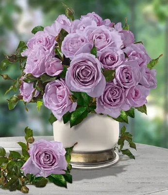 Produktbild von BALDUR Garten 1x Delbard® Parfum-Rosen 'Mamy Blue®', Pflanze wurzelnackt, Duftrose, Edelrose, winterhart, mehrjährig, blühend, Schnittblume, Rosa Hybride, duftende Blüten, gesunde Züchtung