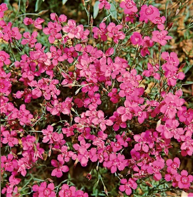 Produktbild von Dianthus deltoides 'Leuchtfunk', Heidenelke, leuchtend rot, ca. 9x9 cm Topf