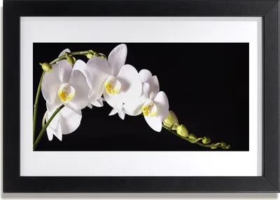Produktbild von Bild 30x20 MDF-Rahmen Wandkunst Blumen Pflanzen