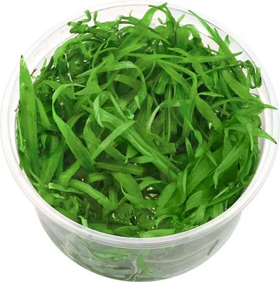 Obrázek produktu pro Rostlina Invitro hrníček mini - Echinodorus Quadricostatus Eco Plant