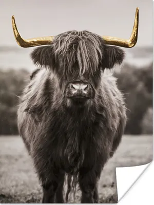 Produktbild von MuchoWow® Poster Schottischer Highlander - Horn - Gold 90x120 cm - Wohnzimmer