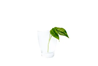 Obrázek produktu pro Gardners Monstera Siltepecana - řízek k zakořenění