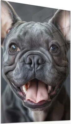 Produktbild von Glasbild 50x75cm in XXL für Wohnzimmer, Schlafzimmer Motiv Lachender Hund