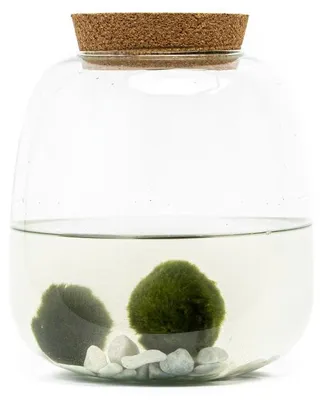 Produktbild von Gardner Glasbehälter MOLINIA mit Korkverschluss, 20x19 cm, inklusive 2 Seetangkugeln