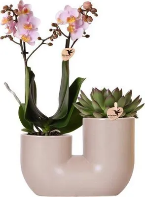 Image de Lot de plantes d'intérieur : orchidée rose « Andorre » et plante succulente