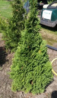 Produktbild von Kegel-Lebensbaum Holmstrup Thuja occidentalis - 60-80cm