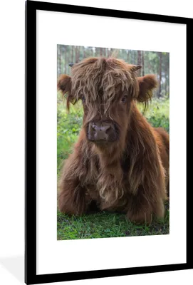 Produktbild von MuchoWow® Gerahmtes Poster Schottischer Highlander - Kröte - Tiere 60x90 cm - Poster mit Schwarzem Bilderrahmen Wandposter Rahmen Foto Bilder - Dekoration - Wandposter Wohnzimmer - Hochwertig