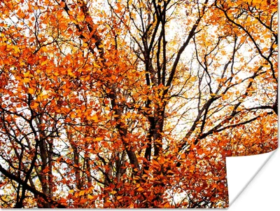Produktbild von MuchoWow® Poster Wald - Herbst - Jahreszeiten 120x90 cm - Wandbild
