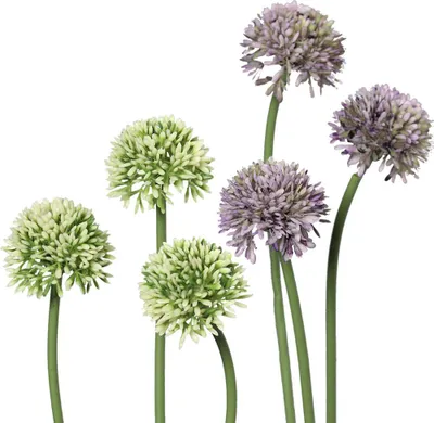 Image de Poireau Fleurs Allium Plantes artificielles - bouquet de 3 - 34 cm - 2 couleurs, 5_couleur:Lila