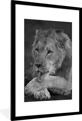 Produktbild von MuchoWow® Gerahmtes Poster Löwe - Wild - Schwarz 60x90 cm - Poster mit Schwarzem Bilderrahmen Wandposter Rahmen Foto Bilder - Dekoration - Wandposter Wohnzimmer - Hochwertig