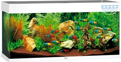 Produktbild von Juwel Rio 240 LED - Aquarium Juwel