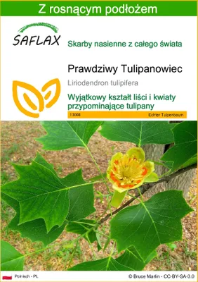 Zdjęcie produktu dla SAFLAX - Prawdziwy Tulipanowiec - 20 Nasiona - Z podłożem uprawowym wolnym od zarazków - Liriodendron tulipifera