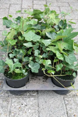 Produktbild von 30 Stück, Topf 9cm, Schling- und Kletterpflanzen Efeu Hedera hibernica