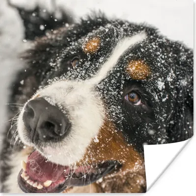 Produktbild von MuchoWow® Poster Ein Berner Sennenhund unter dem Schnee 50x50 cm - Wohnzimmerdekoration