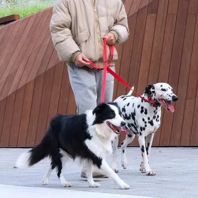 Produktbild von Doppelte reflektierende Hundeleine für zwei Hunde mit gepolstertem Griff - Ideal für Training und Joggen