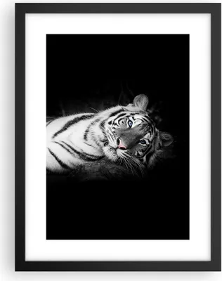 Produktbild von Gerahmtes Poster - Schwarzer Rahmen - Weiß Tiger Schwarz und Weiß - 30x40 cm - Wand Bild - Wanddeko - Wandbilder - Wandposter - Bilderrahmen - Bilder - Kunstdruck - Wandbild - P2BPA30x40-4247