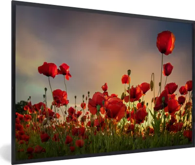 Produktbild von MuchoWow® Gerahmtes Poster Bunter Himmel über einem Mohnblumenfeld in Dänemark 90x60 cm - Poster mit Schwarzem Bilderrahmen Wandposter Rahmen Foto Bilder - Fotorahmen - Foto-Plakat