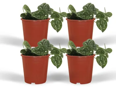 Image de Scindapsus Pictus - Epipremnum | 4 pièces - 15cm - Ø12cm - Plante d'intérieur - Vert persistant - Multideal