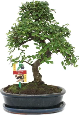 Obrázok produktu pre Bonsaj brest ?ínsky - Ulmus parviflora - približne 10 rokov